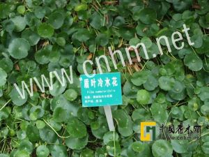 盾葉冷水花 盾葉冷水花