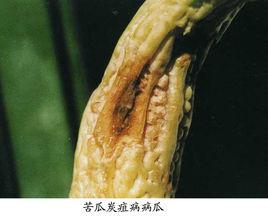 苦瓜炭疽病 苦瓜炭疽病