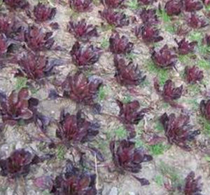 台灣鐵莧菜 台灣鐵莧菜