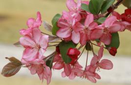 羅賓遜[蘋果屬海棠栽培品種]