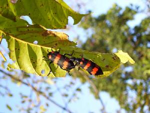 長毛芫菁 長毛芫菁