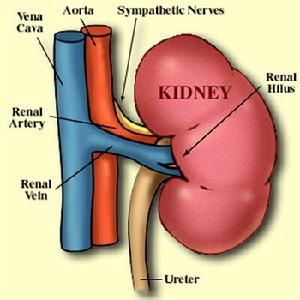 急慢性腎炎 急慢性腎炎