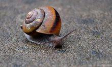 蝸牛