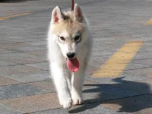 血統哈士奇比爾