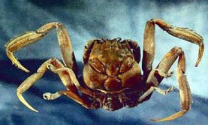 平氏螃蟹 平氏螃蟹