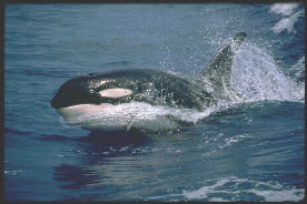 虎鯨(Killer whale) 虎鯨(Killer whale)