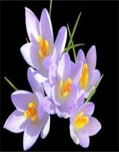 藏紅花提取物 藏紅花提取物