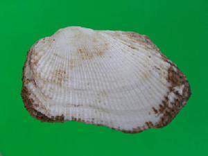 白鬍魁蛤 白鬍魁蛤