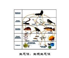 生境生態位 生境生態位