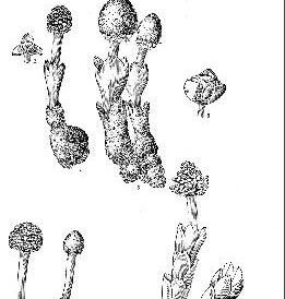 紅冬蛇菰（原變種）