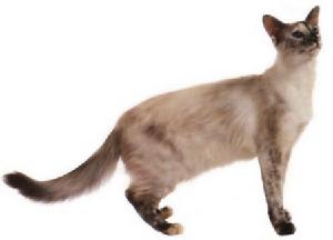 海豹色玳瑁重點色貓 海豹色玳瑁重點色貓