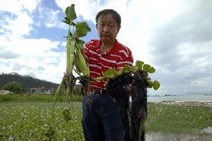 巨紫根小柄葉水葫蘆