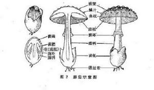 粘蓋草菇 粘蓋草菇