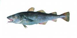 黃線狹鱈 黃線狹鱈