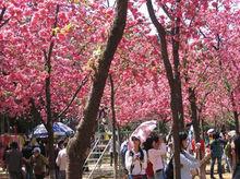 昆明圓通山公園青島中山公園