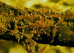 茶樹紫紋羽病 茶樹紫紋羽病