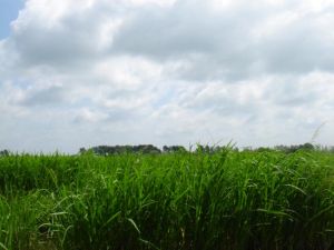 白漁泡國家濕地公園