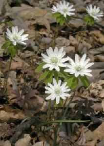 竹節香附 竹節香附