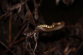 烏華游蛇 烏華游蛇