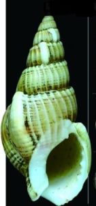 西格織紋螺