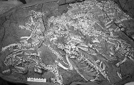 擇義王氏鱷 擇義王氏鱷