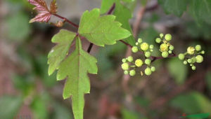 紅花崖爬藤 紅花崖爬藤