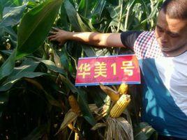 華美1號 華美1號