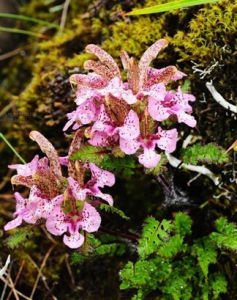 寬葉俯垂馬先蒿 寬葉俯垂馬先蒿