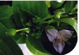 白花紫露草 白花紫露草