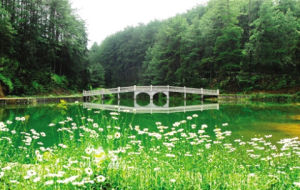 天池國家森林公園 天池國家森林公園