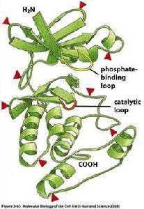 三級結構 三級結構