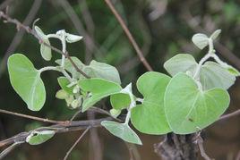 綿毛馬兜鈴[綿毛馬兜鈴]