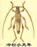 冷杉小天牛 冷杉小天牛