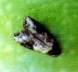 棗桃小食心蟲 棗桃小食心蟲