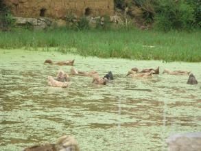 楊官營村 楊官營村