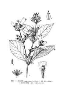 具柄合頁草 具柄合頁草