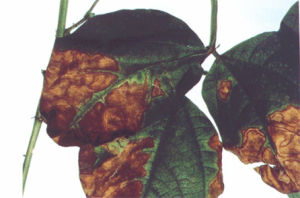 菜豆萎蔫病菌 菜豆萎蔫病菌