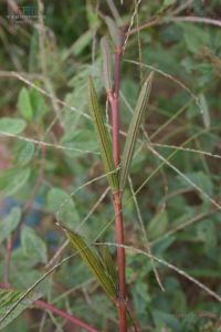 長蒴黃麻 長蒴黃麻