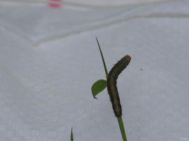 竹鏤舟蛾 竹鏤舟蛾