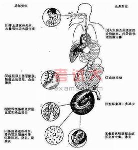 單純性腸梗阻 單純性腸梗阻