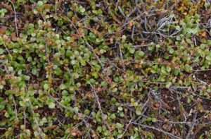 峨眉矮樺 峨眉矮樺