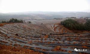 七星關區茶葉種植示範基地 七星關區茶葉種植示範基地