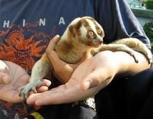 菲律賓眼鏡猴 菲律賓眼鏡猴