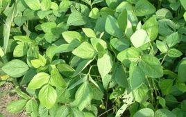 魯花9號 魯花9號