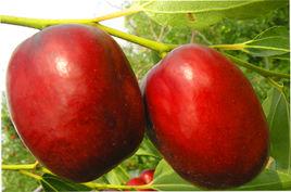 相棗一號 相棗一號