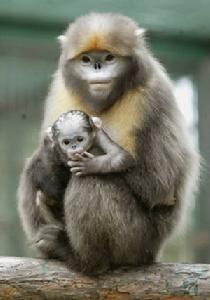 黔金絲猴 黔金絲猴