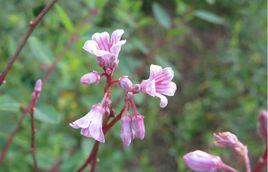 羅布麻[夾竹桃科羅布麻植物]