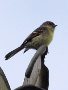 純色斑翅霸鶲 純色斑翅霸鶲