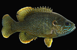 綠太陽魚 綠太陽魚