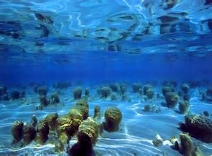 晚新生代大冰期 晚新生代大冰期